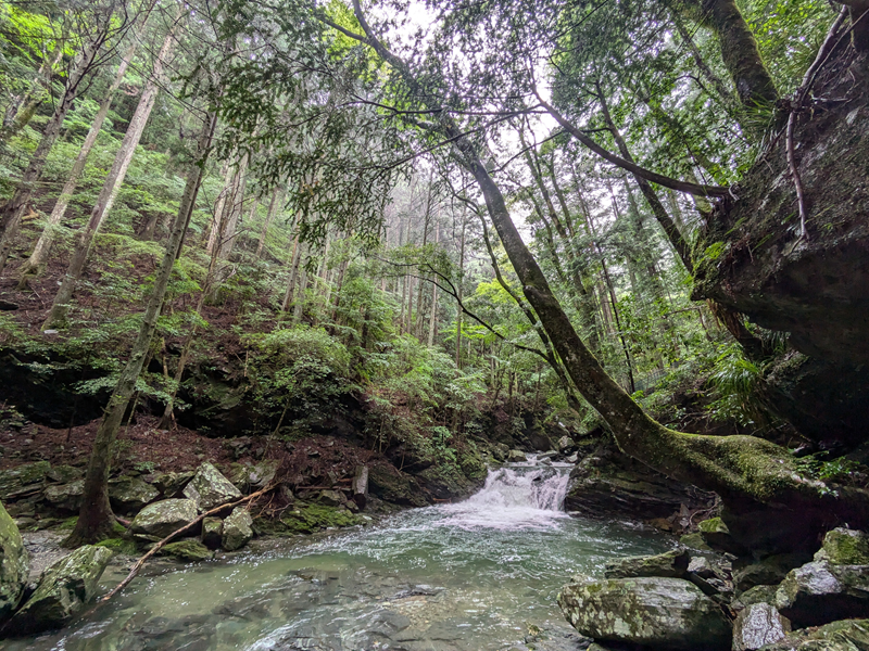 川に木々が迫ってくるよう