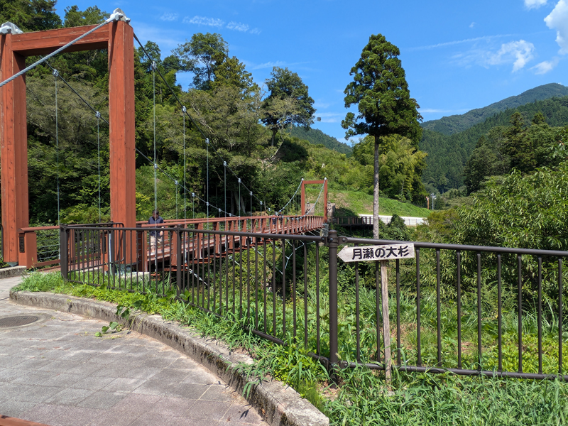 月瀬の大杉へのつり橋