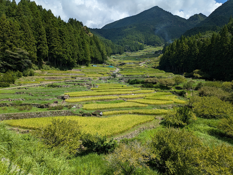 四谷の千枚田