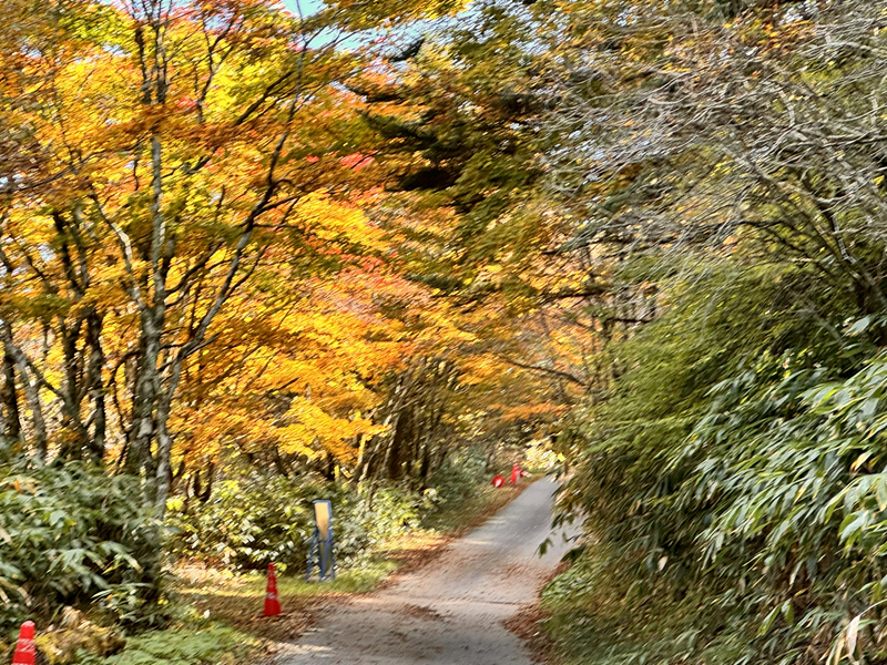 萬岳荘への道。紅葉している1