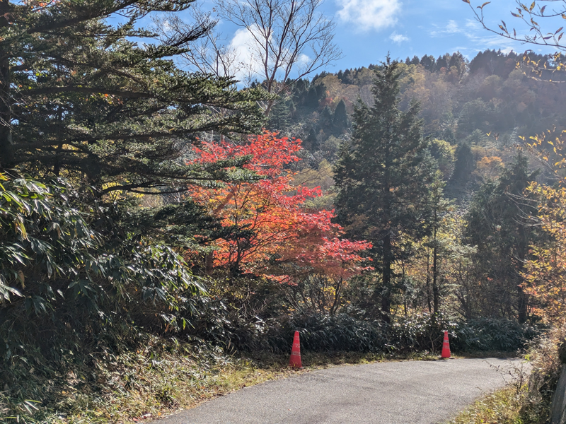 萬岳荘への道。紅葉している2