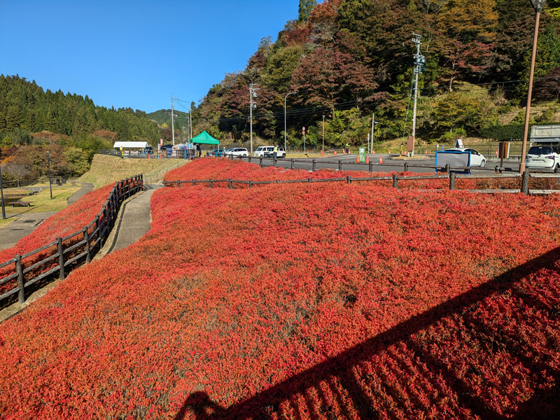 風のつり橋から散策道。真っ赤です。