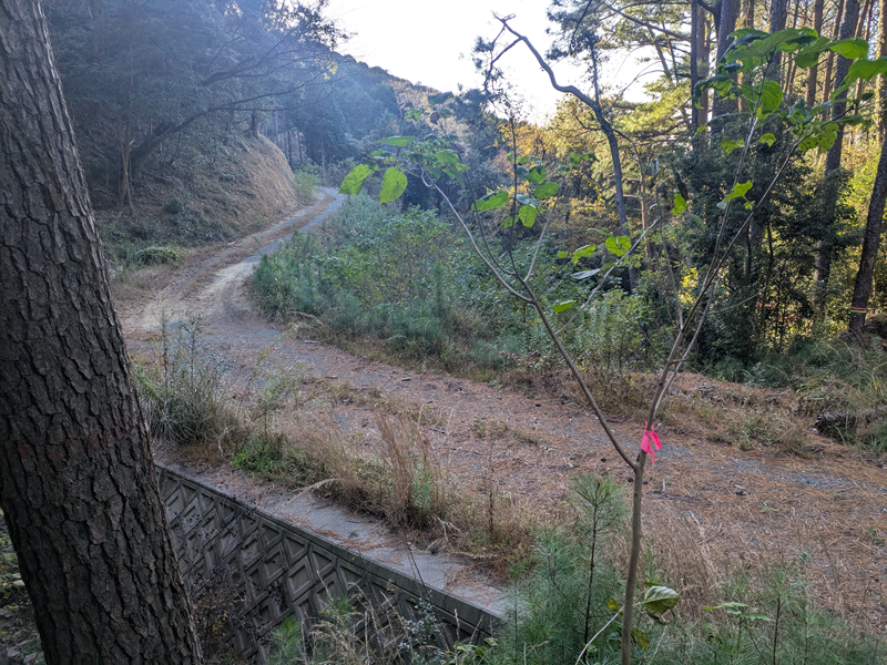 神石山から下りた林道