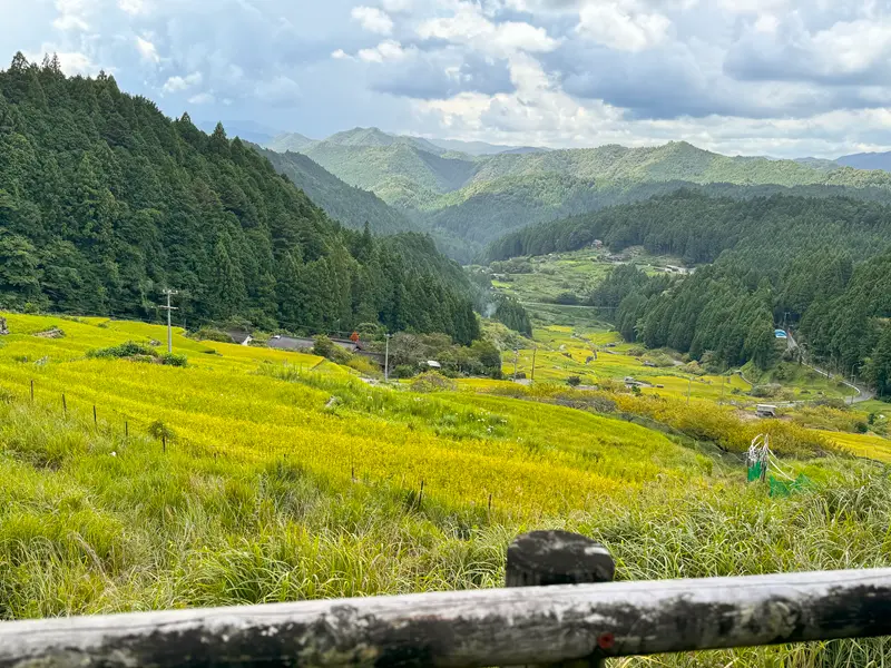 新城市四谷の千枚田