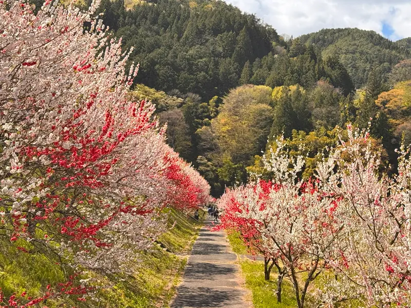 阿智村花桃の里
