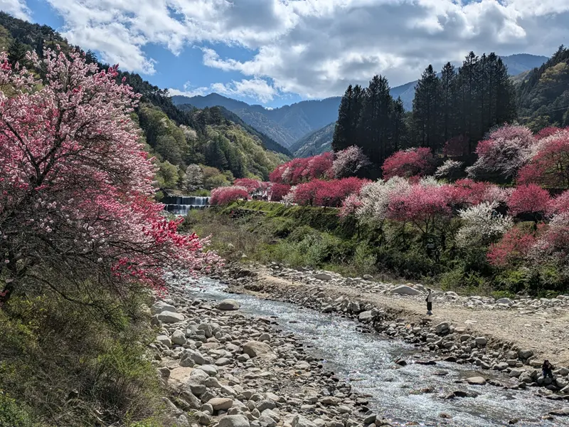 阿智村花桃の里