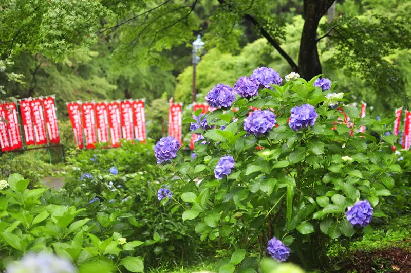 普門寺あじさい祭り