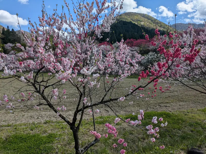 一本の木に咲く三色の花