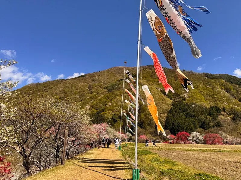 阿智村花桃の里