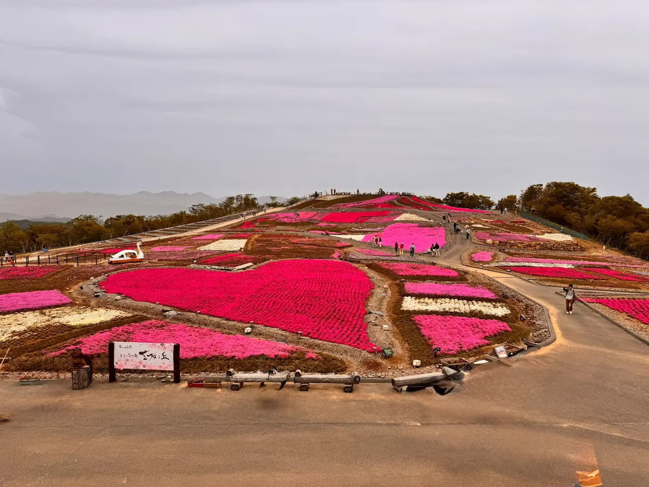 茶臼山高原の芝桜