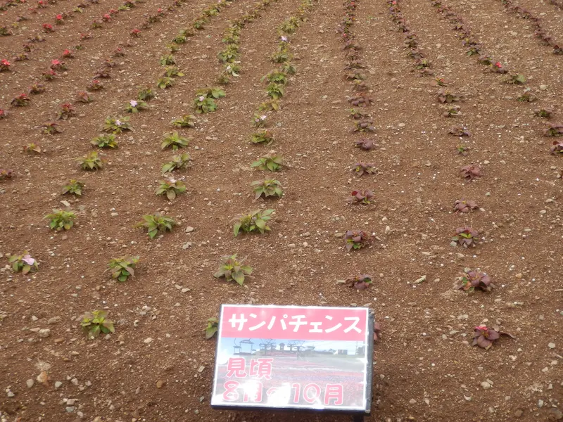 茶臼山高原 サンパチェンスも植栽していた