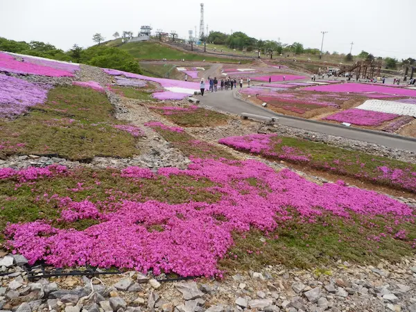 茶臼山高原 芝桜の丘