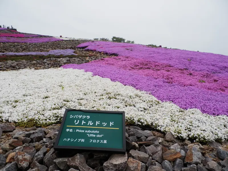 茶臼山高原 芝桜の丘