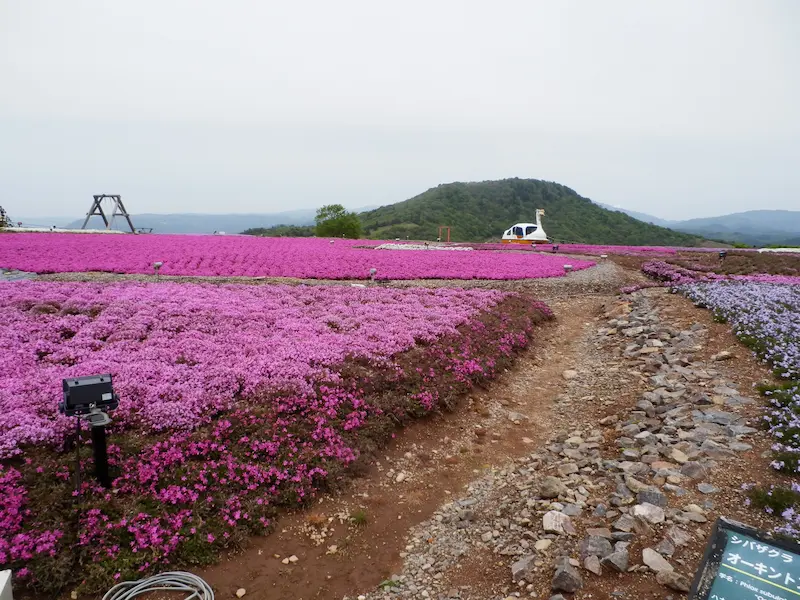 茶臼山高原 芝桜の丘