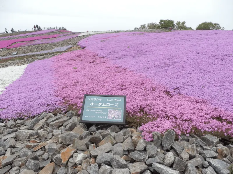 茶臼山高原 芝桜の丘