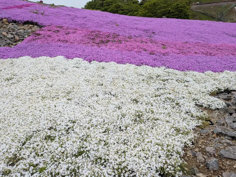 茶臼山高原の芝桜