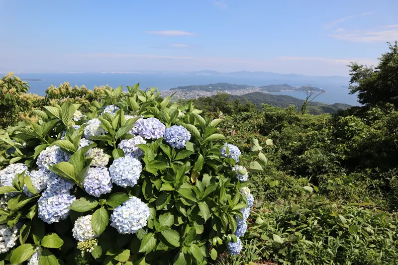 三ヶ根山スカイライン あじさい