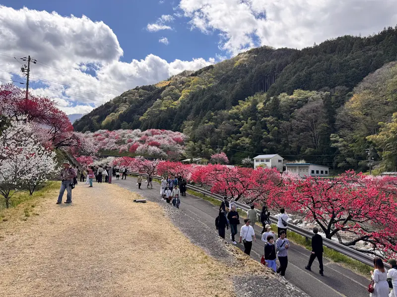 阿智村花桃の里