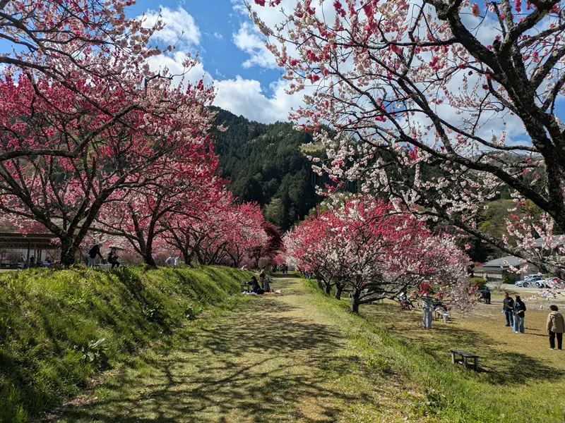 阿智村花桃の里