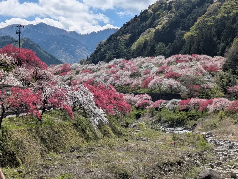 阿智村花桃の里
