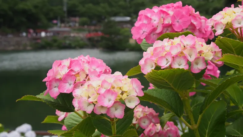 形原温泉あじさいの里