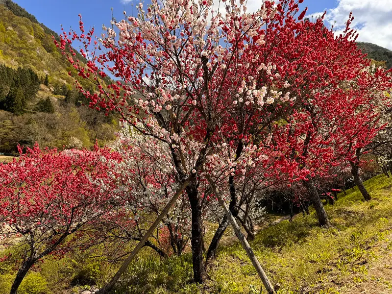 一本の木に咲く三色の花
