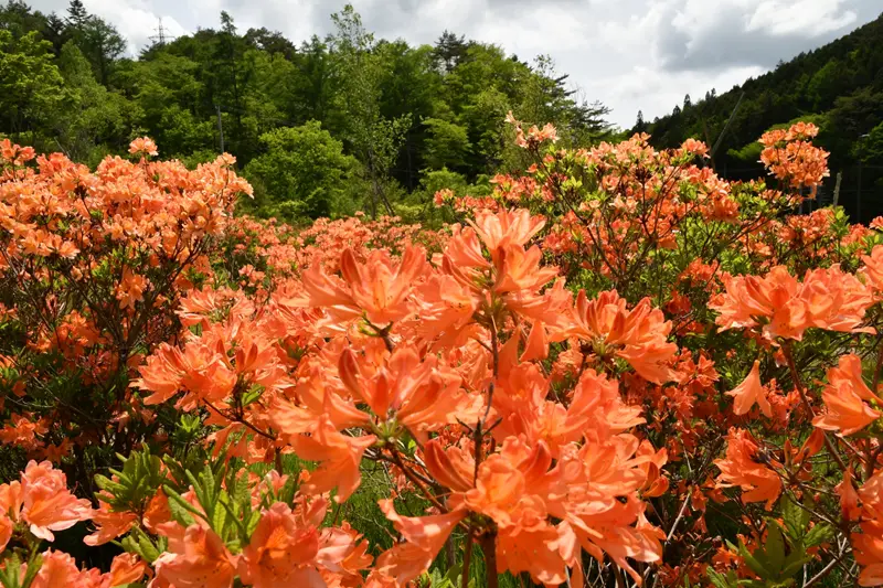 治部坂高原レンゲツツジ