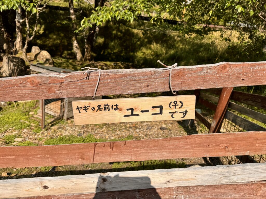 円満地公園オートキャンプ場のヤギ。名前は「ユーコ(♀)」ちゃん