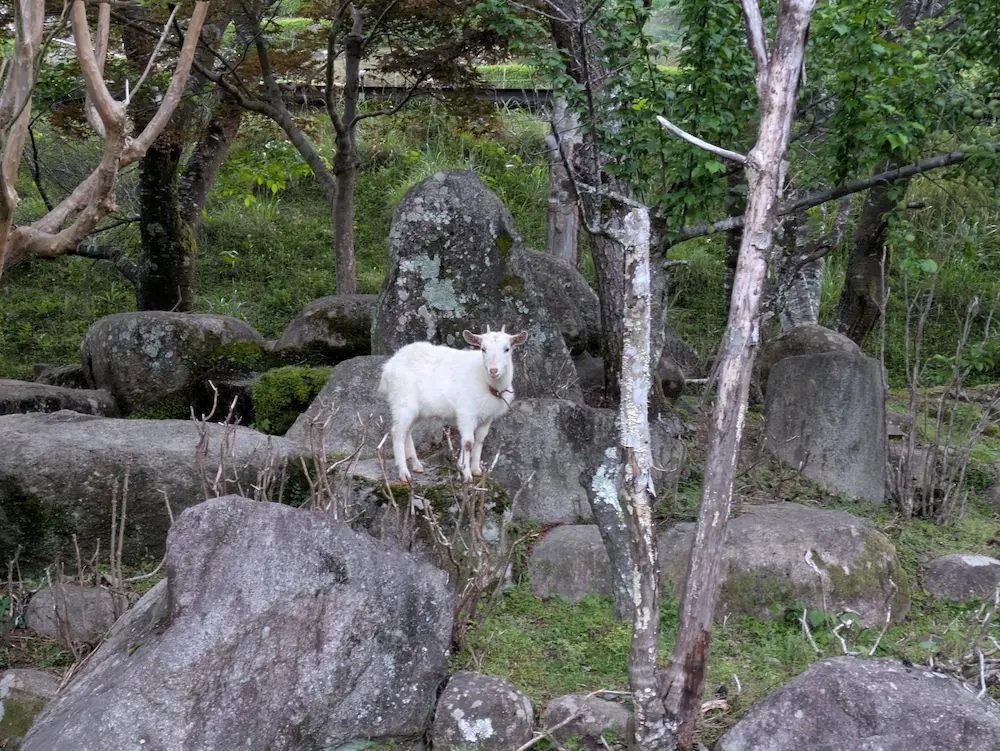 円満地公園オートキャンプ場にいるヤギ