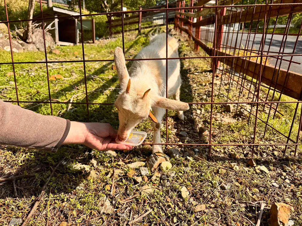 円満地公園オートキャンプ場のヤギ。食べている様子。